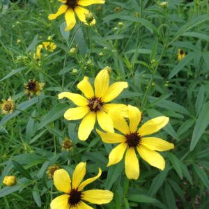 Coreopsis tripteris