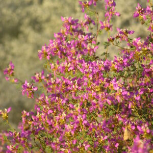 Dalea frutescens