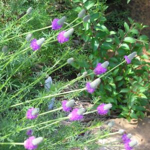 Dalea purpurea