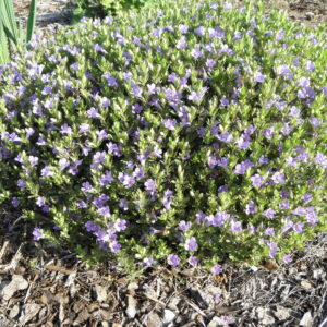 Dyschoriste oblongifolia