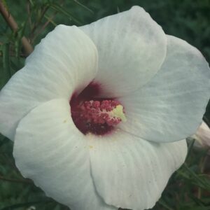 Hibiscus dasycalyx