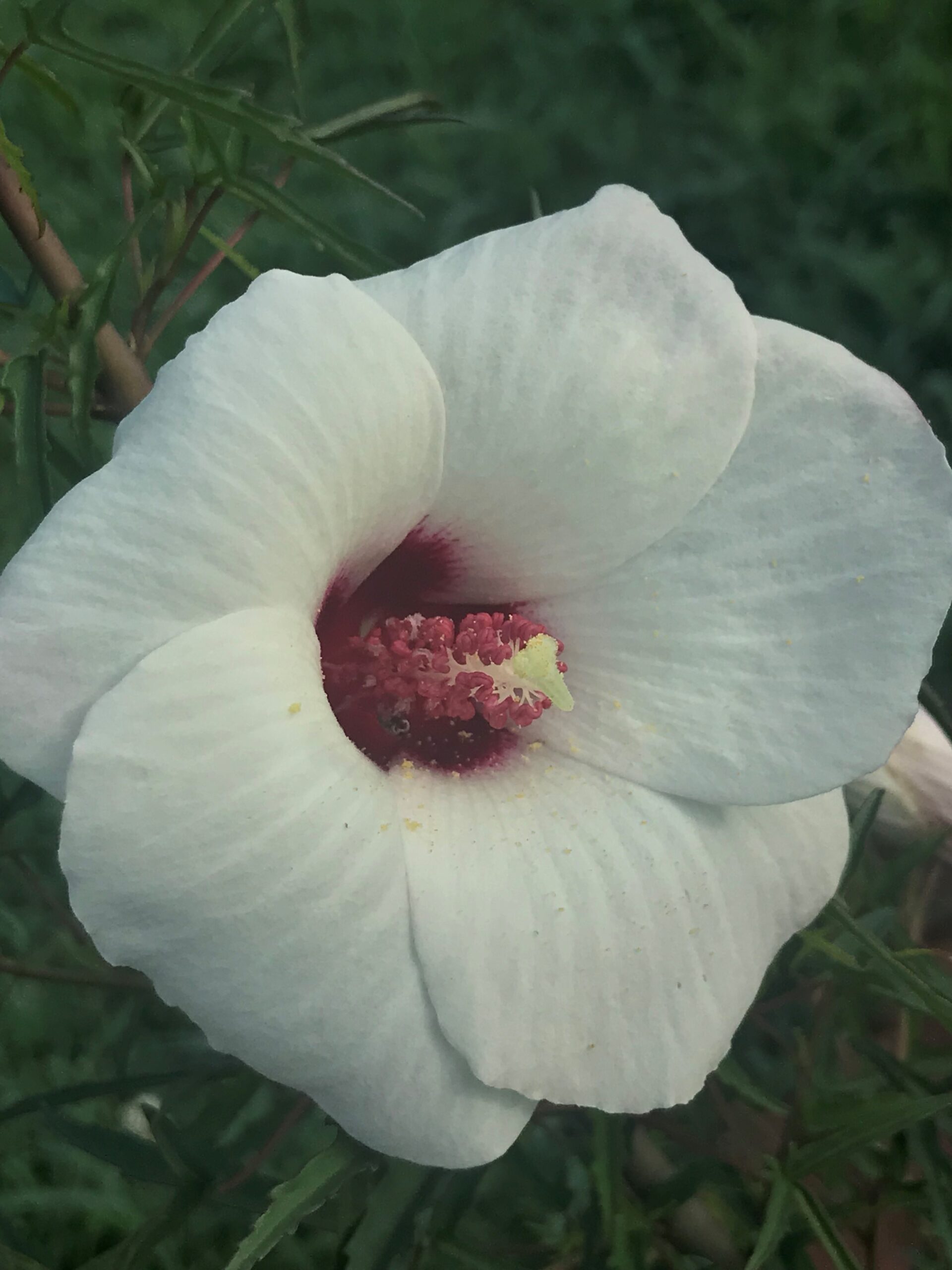 Hibiscus dasycalyx