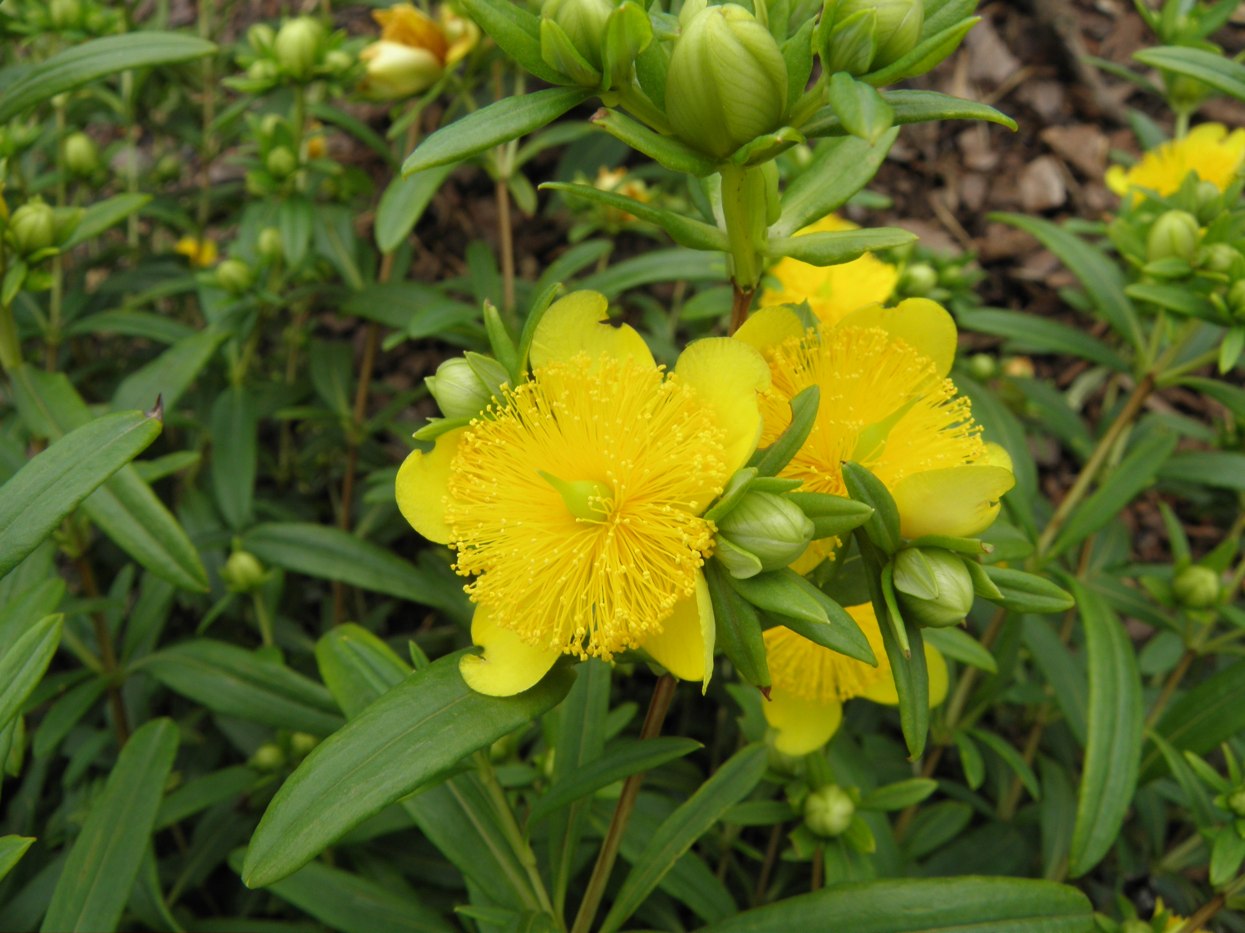 Hypericum prolificum
