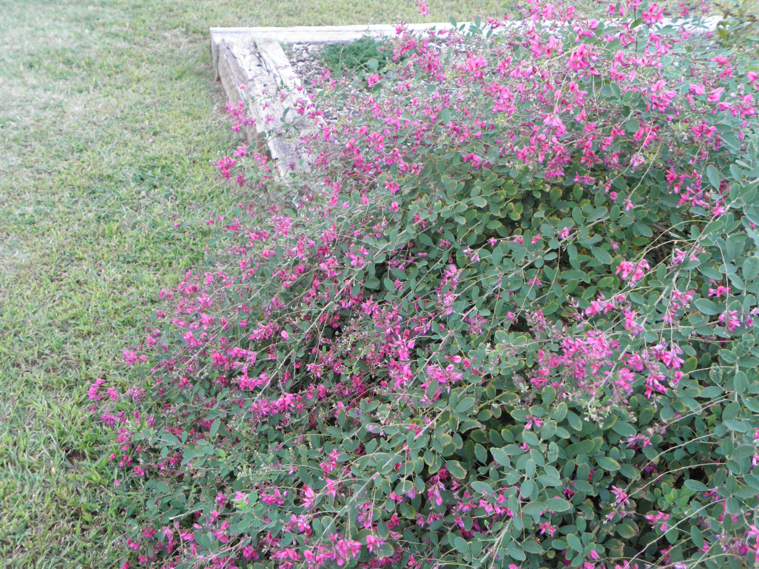 Lespedeza thunbergii 'Gibralter'