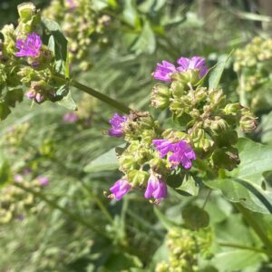 Mirabilis nyctaginea