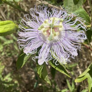 Passiflora incarnata