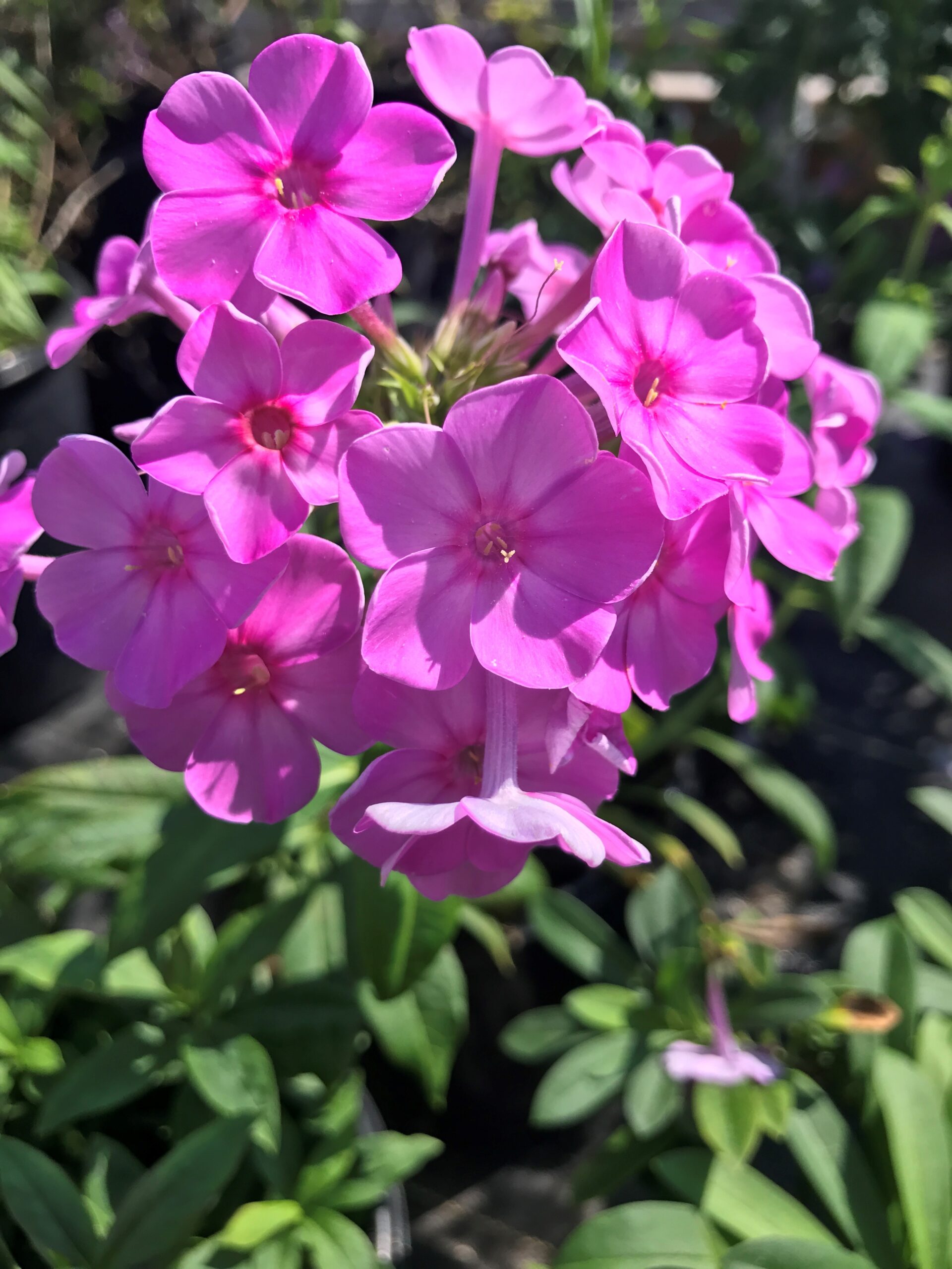 Phlox glaberima 'Morris Berd'