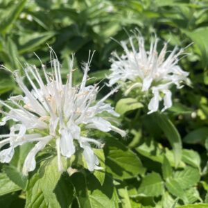 Monarda fistulosa 'Sweet Lorena'