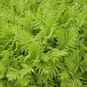 Tanacetum vulgare ‘Isla Gold’