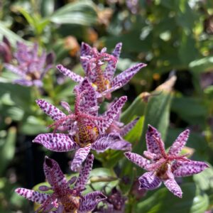 Tricyrtis formosana 'Seiryu'