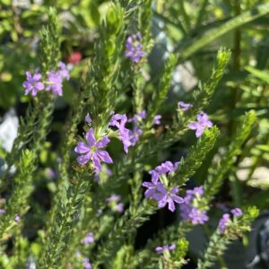 Lythrum alatum
